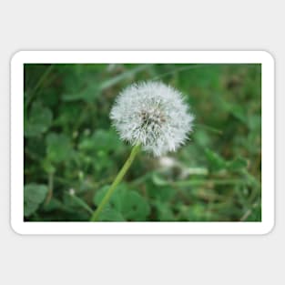 Make a Wish Dandelion Sticker